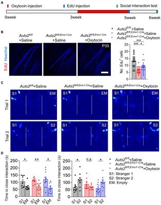 The expansion of newborn neurons in hippocampus improves social recognition deficit in a mouse model of autism